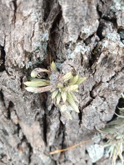 Tillandsia minutiflora