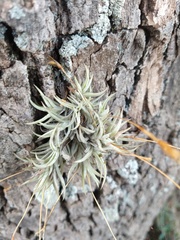 Tillandsia rectangula