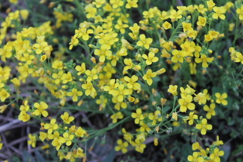 Image of Paysonia lescurii by (c) Dominic, some rights reserved (CC BY)