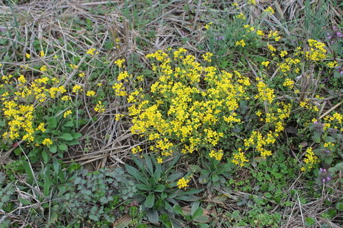 Image of Paysonia lescurii by (c) Dominic, some rights reserved (CC BY)