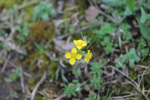 Image of Paysonia lescurii by (c) Dominic, some rights reserved (CC BY)