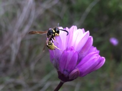 Pterocheilus