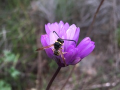 Pterocheilus