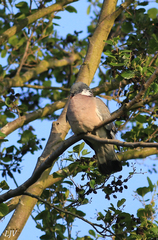 Columba palumbus