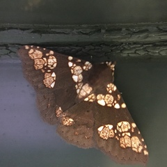 Saroba pustulifera