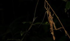 Heteropteryx dilatata