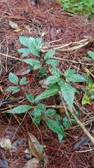 Causonis corniculata