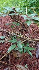 Causonis corniculata