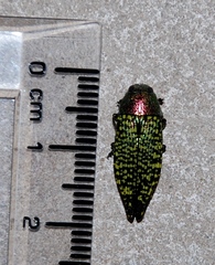 Buprestis confluenta