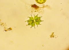 Xanthidium cristatum