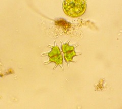 Xanthidium cristatum