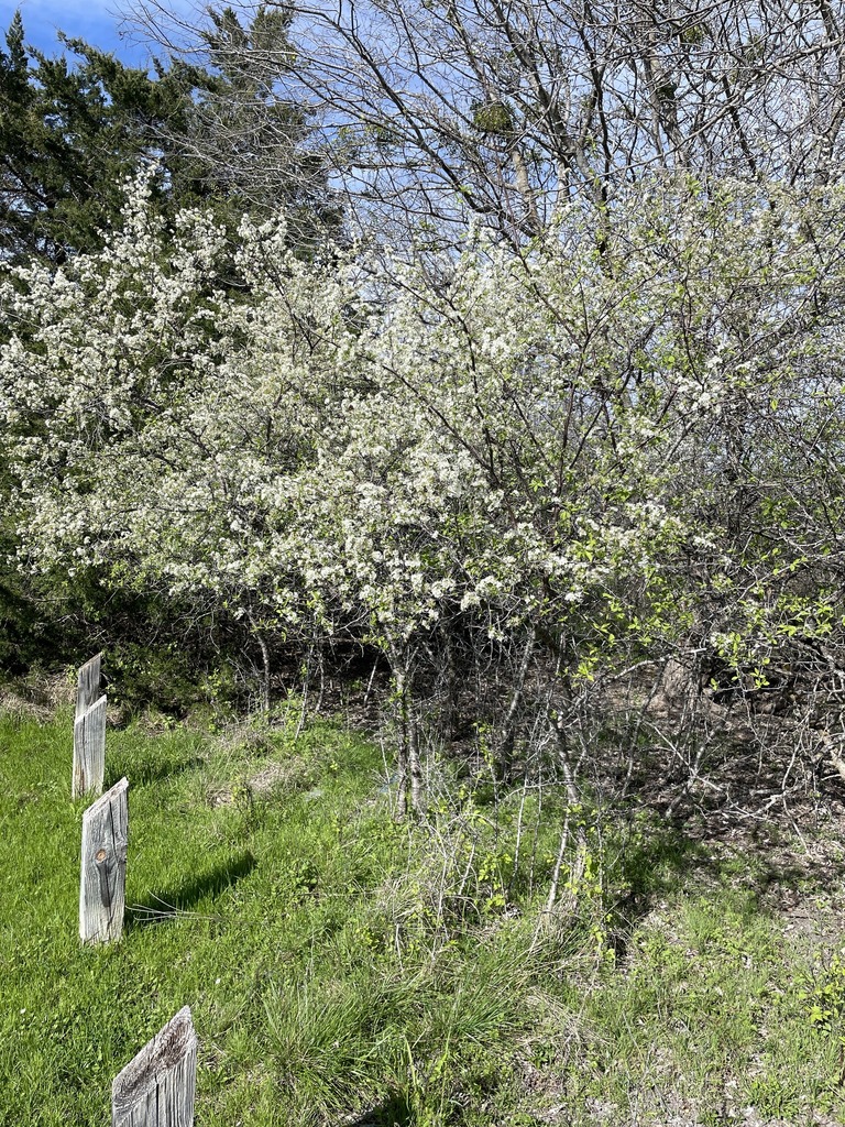 Creek plum from Williamson County, TX, USA on March 2, 2024 at 03:22 PM ...