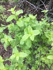 Philadelphus lewisii