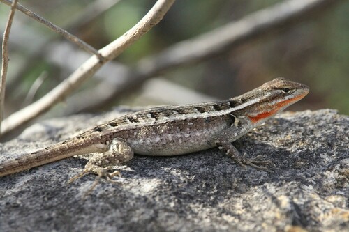 Rose-bellied Lizard, Friends of Friedrich Wilderness, San Antonio, TX, USA, photo 9 of 10