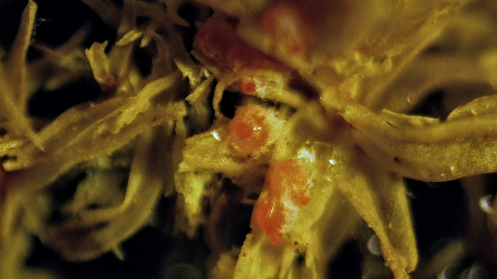 Nectria muscivora