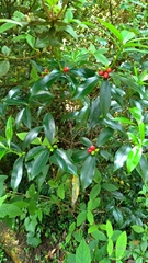 Daphne arisanensis
