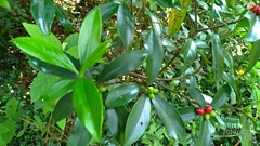 Daphne arisanensis