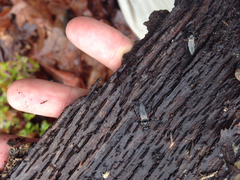 Bibio femoratus
