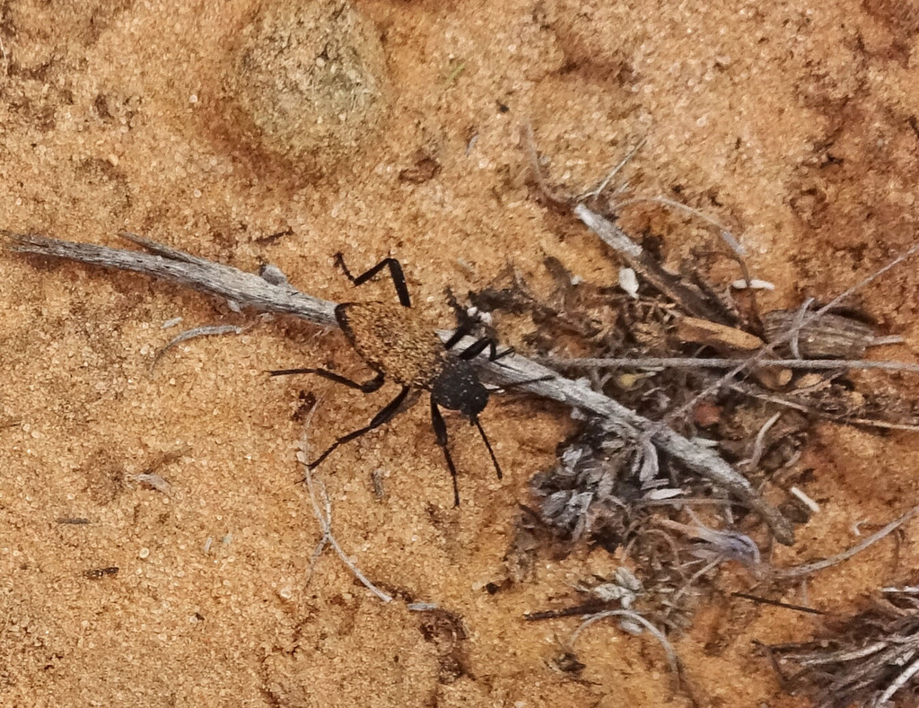 Darkling Beetles from Kane County, UT, USA on May 27, 2016 at 11:53 AM ...