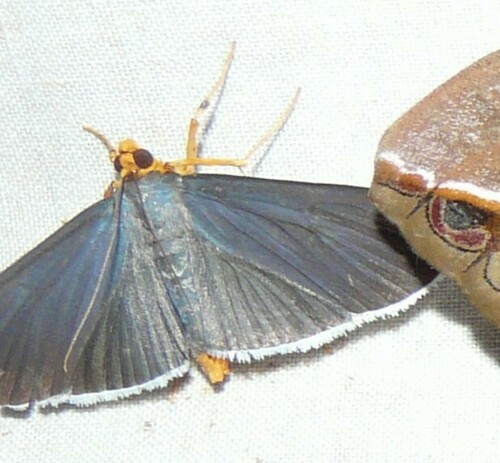 Omiodes albicilialis