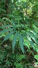 Arisaema heterophyllum