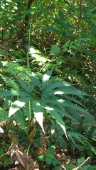 Arisaema heterophyllum