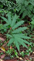 Arisaema heterophyllum
