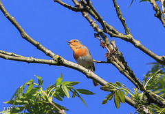 Erithacus rubecula