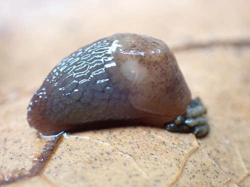 Chestnut Slug