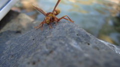 Polistes carnifex carnifex