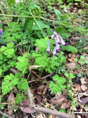 Corydalis incisa