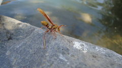 Polistes carnifex carnifex