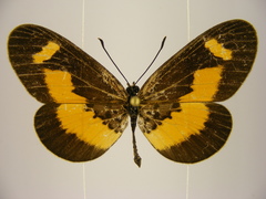 Acraea oberthueri