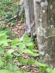 Carpinus tschonoskii