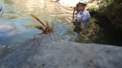 Polistes carnifex carnifex