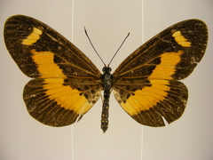 Acraea oberthueri