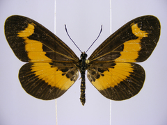 Acraea oberthueri