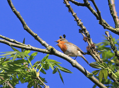 Erithacus rubecula