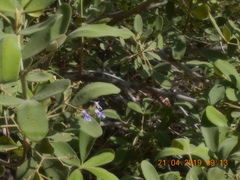 Vitex mollis