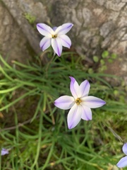 Ipheion uniflorum