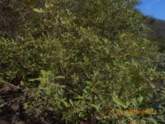 Vitex mollis