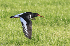 Haematopus ostralegus