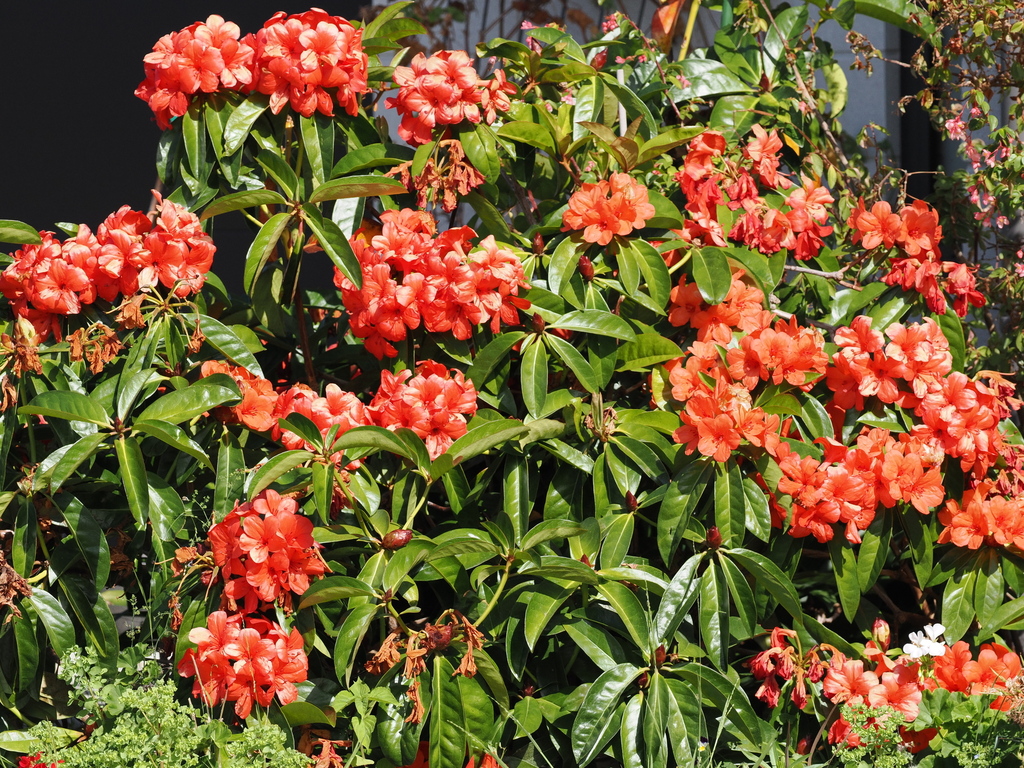 Азалія — Rhododendron simsii