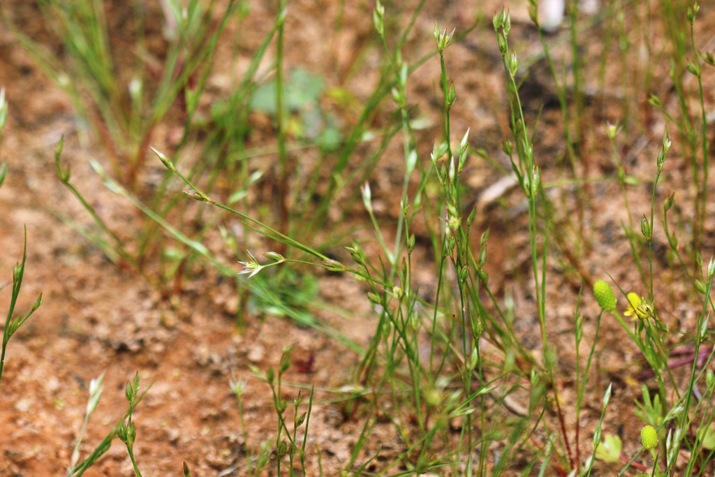 Slender Path Rush from Kane County, UT, USA on May 28, 2016 at 12:19 PM ...