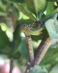 Rhopalomyia baccharis