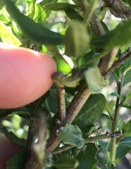 Rhopalomyia baccharis