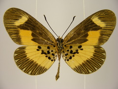 Acraea oberthueri