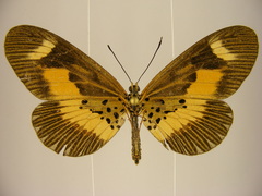 Acraea oberthueri