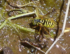 Spilomyia interrupta