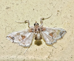 Leucinodes orbonalis